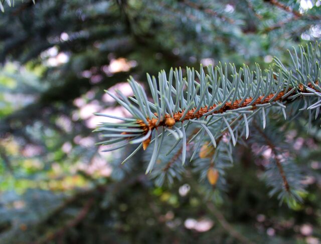 Votre sapin… a encore du potentiel !