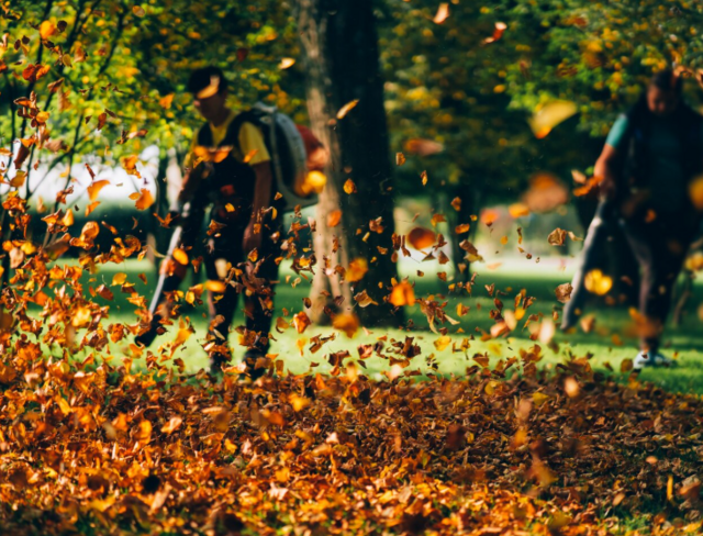Campagne de ramassage des feuilles mortes